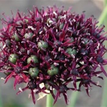 allium_atropurpureum_GM_R2.jpg