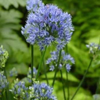 allium_caeruleum_GN_Q1.jpg