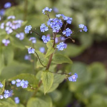 Brunnera macrophylla 'Hadspen Cream'