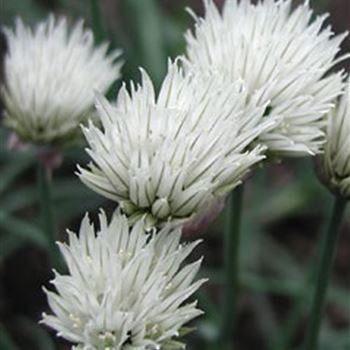 allium_schoenoprasum_elbe_GM_Q1.jpg