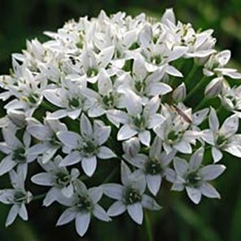 allium_tuberosum_monstrosum_GM_Q1.jpg