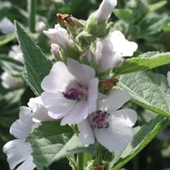 althaea_officinalis_GM_Q1.jpg