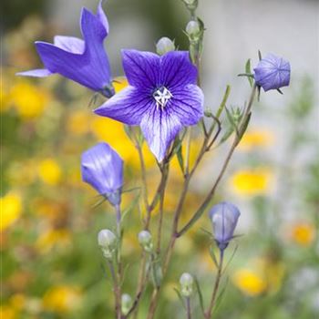 Campanula persicifolia