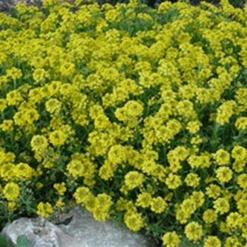 alyssum_montanum_berggold_GM_Q1.jpg