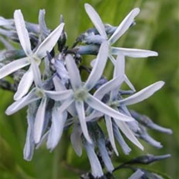 amsonia_hubrichtii_GM_R2.jpg