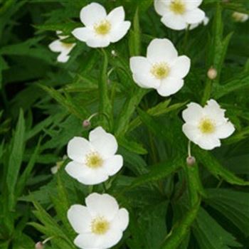 anemone_canadensis_GM_Q1.jpg