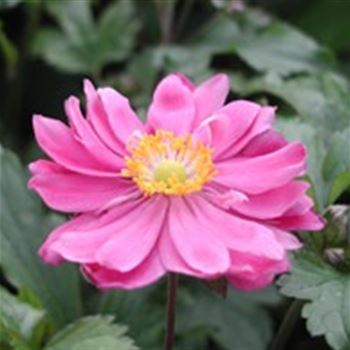 anemone_jap_hyb_bressingham_glow_GM_Q1.jpg