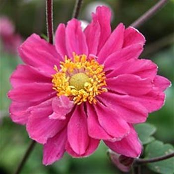 anemone_japonica_pamina_GM_Q1.jpg