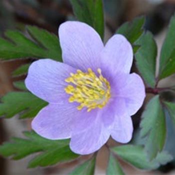 anemone_nemorosa_robinsoniana_GM_Q1.jpg