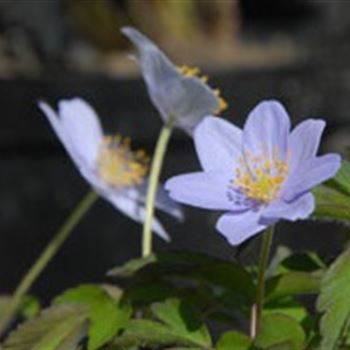 anemone_nemorosa_robinsoniana_GM_Q2.jpg