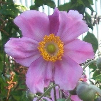 Anemone_Rosenschale_WI_Q1.jpg