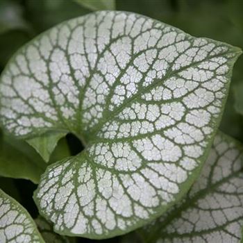 Brunnera macrophylla 'Jack Frost'(s)