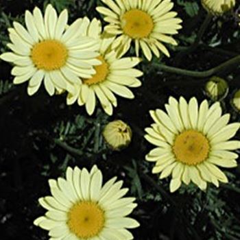 anthemis_tinctoria_ecbuxton_GM_R2.jpg