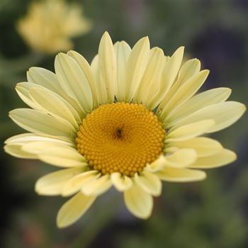 anthemis_tinctoria_wargrave_GM_Q1.jpg