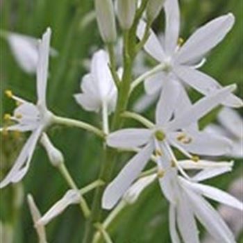 anthericum_liliago_GM_Q1.jpg