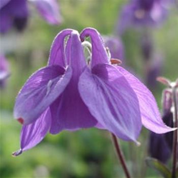 aquilegia_alpina_GM_Q1.jpg