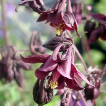 aquilegia_atrata_GM_R2.jpg