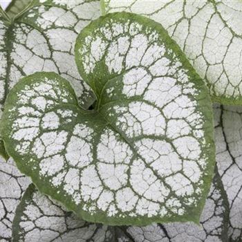 Brunnera macrophylla 'Jack Frost'(s)