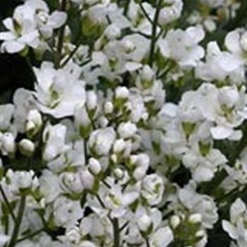 arabis_cauc_plena_GM_Q1.jpg