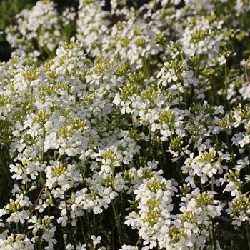 Arabis_caucasica_Schneehaube_GD_Q2.jpg