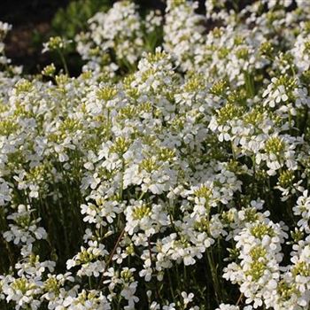 Arabis_caucasica_Schneehaube_GD_R3.jpg