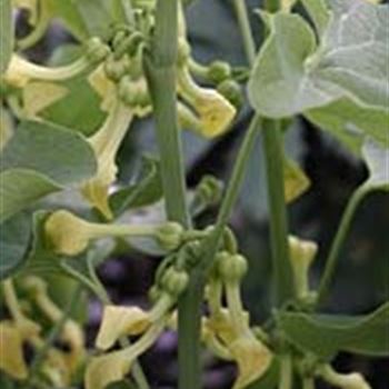 aristolochia_clematitis_GM_Q2.jpg