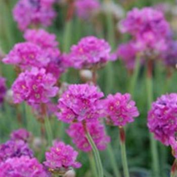 armeria_maritima_duesseldorfer_stolz_GM_Q1.jpg