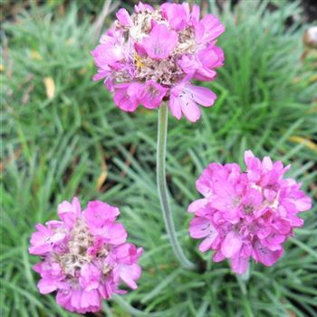 Armeria_maritima_Fruehlingszauber_BM_Q1.jpg