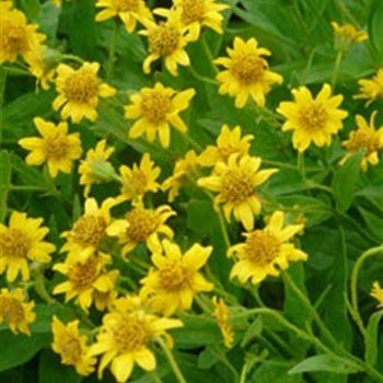 arnica_chamissonis_ssp_foliosa_GM_R2.jpg