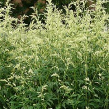 artemisia_lactiflora_elfenbein_GM_R2.jpg