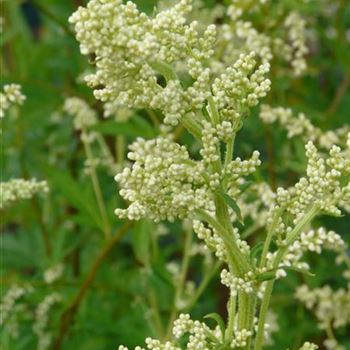 artemisia_lactiflora_GM_R2.jpg