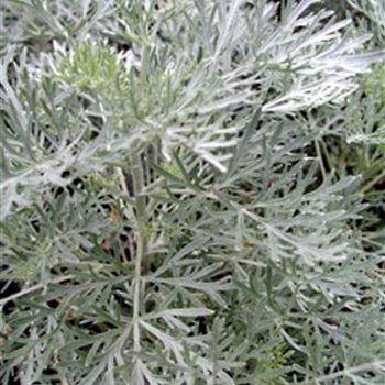 artemisia_arborescens_powis_castle_GM_R2.jpg