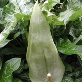 arum_italicum_pictum_GM_R2.jpg