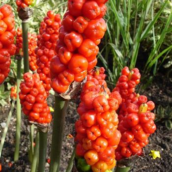 arum_maculatum_GM_R2.jpg