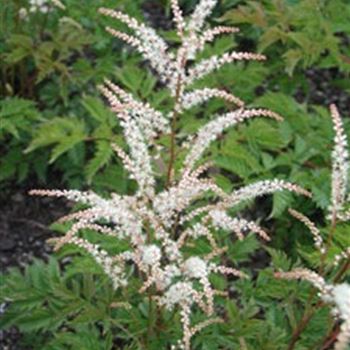 aruncus_aethusifolius_hybride_johannifest_GM_R2.jpg