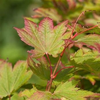 Acer japonicum 'Vitifolium'