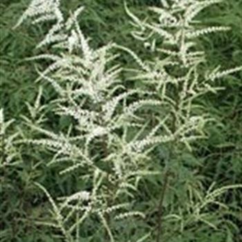 aruncus_dioicus_kneiffii_GM_Q1.jpg