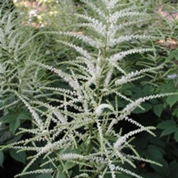 aruncus_sinensis_zweiweltenkind_GM_Q1.jpg