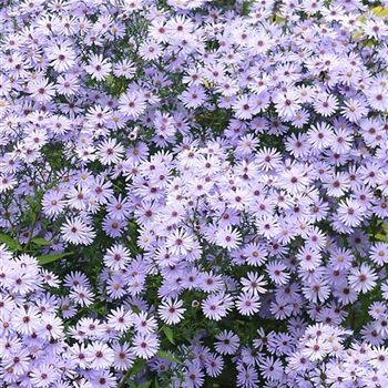 Aster_cordifolius_Little_Carlow_HRM_Q1.jpg