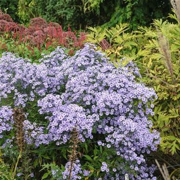 Aster_cordifolius_Little_Carlow_HRM_Q2.jpg