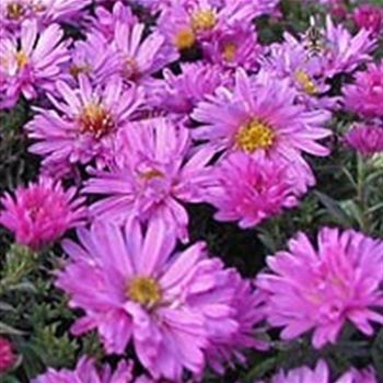 aster_dum_rosenwichtel_GM_Q1.jpg