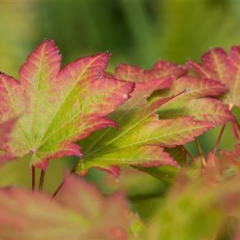 Acer japonicum 'Vitifolium'