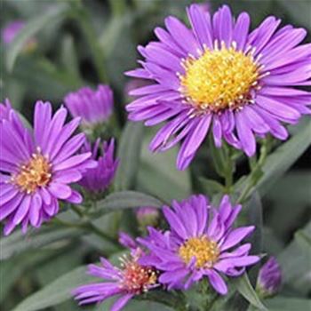 aster_n_b_schoene_von_dietlikon_GM_Q1.jpg