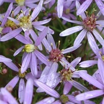 aster_sedifolius_nanus_GM_Q1.jpg