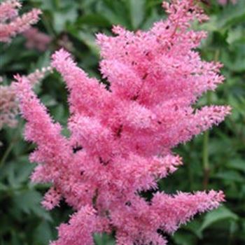 astilbe_arendsii_hybride_anita_pfeifer_GM_Q1.jpg