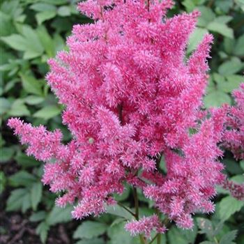 astilbe_arendsii_else_schluck_GM_R2.jpg