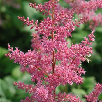 astilbe_arendsii_federsee_GM_R2.jpg