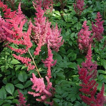 astilbe_arendsii_feuer_GM_R2.jpg