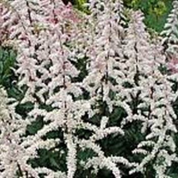 astilbe_ar_hyb_grete_puengel_GM_Q1.jpg