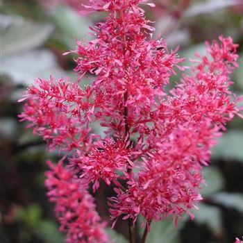 astilbe_arendsii_obergaertner_juergens_GM_R2.jpg